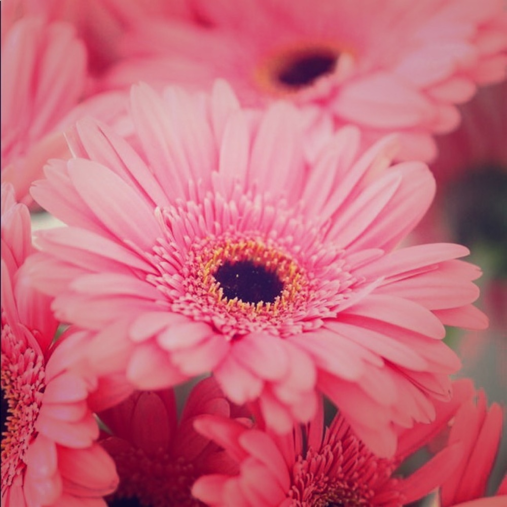 Meet your Posher, Nikki